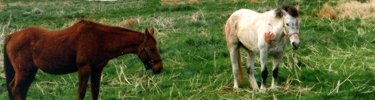 Indian ponies brought to the fort by volunteers.